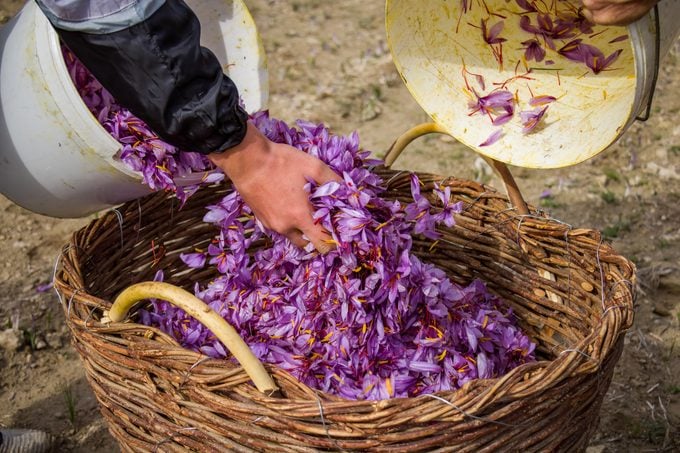 Saffron Crocus harvest. Hand dropping purple petals in a wicker basket, Crocus sativus collection