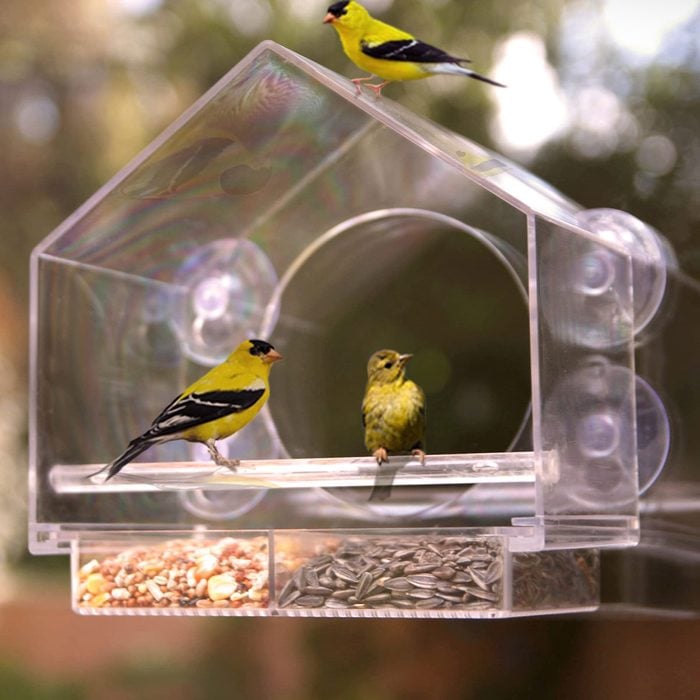 Nature Anywhere Transparent Acrylic Window Bird Feeder