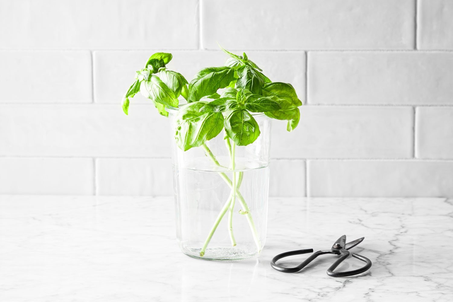 fresh basil in a glass of water on a kitchen counter