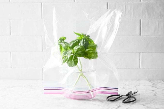 Fresh basil in a glass of water with a plastic bag creating a dome over the bundle on a kitchen counter