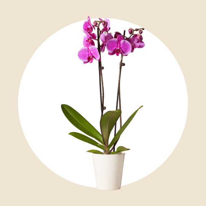 Purple Orchid Ecomm Via Thesill.com